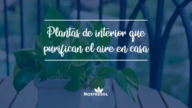 plantas que purifican el aire de tu casa