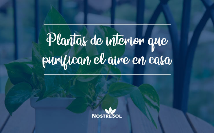 plantas que purifican el aire de tu casa