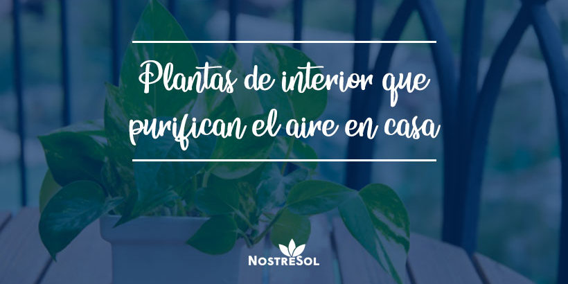 plantas que purifican el aire de tu casa