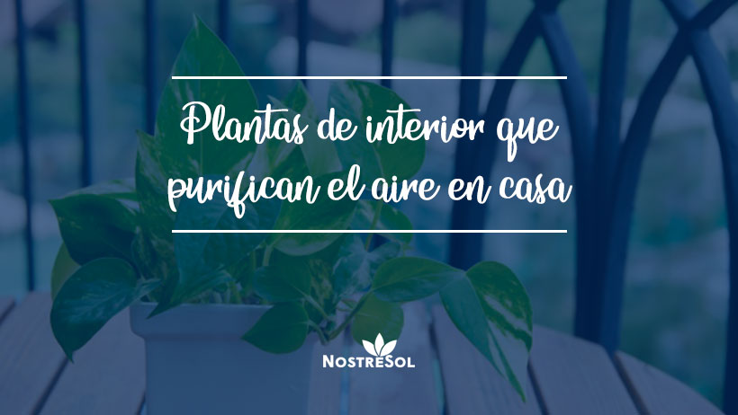 Plantas de interior que purifican el aire de tu casa - Nostresol